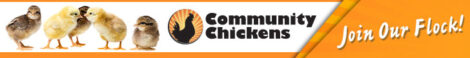 Introduction to Ducks Image